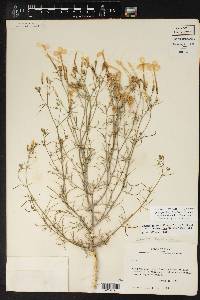 Ipomopsis longiflora var. neomexicana image