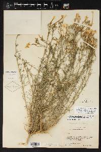 Ipomopsis longiflora var. neomexicana image