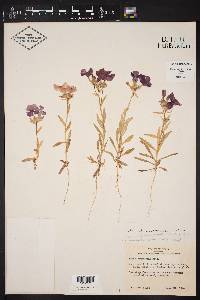 Phlox drummondii subsp. drummondii image