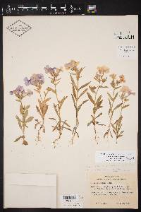 Phlox drummondii subsp. drummondii image