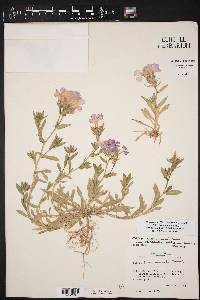 Phlox drummondii image