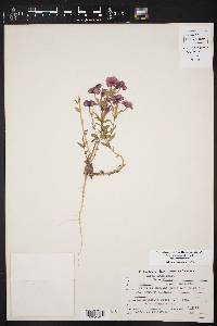 Phlox drummondii image