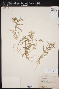 Phlox cuspidata image