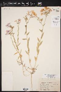 Phlox drummondii var. tharpii image