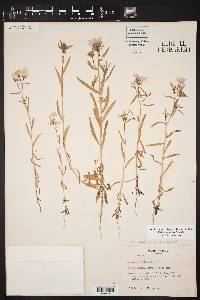 Phlox cuspidata image