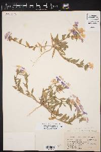 Phlox drummondii var. tharpii image