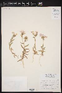 Phlox drummondii var. tharpii image