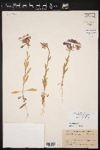 Phlox drummondii subsp. drummondii image