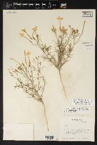 Ipomopsis longiflora var. neomexicana image