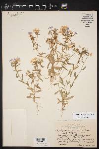 Phlox cuspidata image