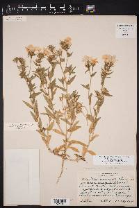 Phlox drummondii image