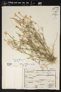 Ipomopsis longiflora image