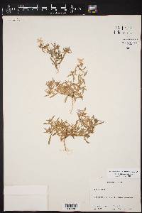 Phlox cuspidata image