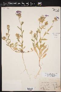 Phlox drummondii image