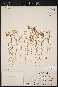 Phlox cuspidata image