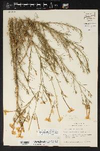 Ipomopsis longiflora var. neomexicana image