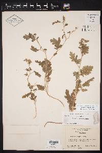 Phacelia congesta image