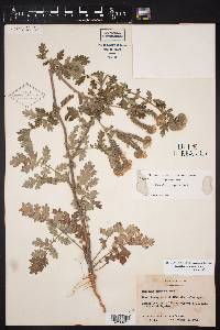 Phacelia congesta image