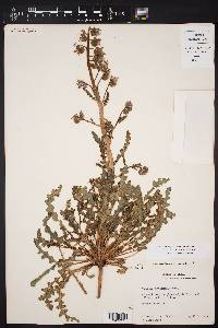 Phacelia intermedia image