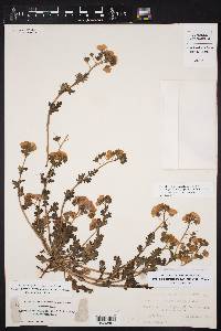 Phacelia austrotexana image