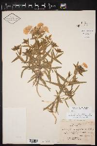 Phlox drummondii var. villosissima image