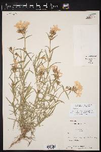 Phlox drummondii var. villosissima image