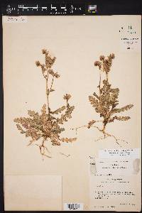Phacelia intermedia image