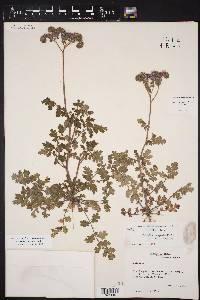 Phacelia congesta image