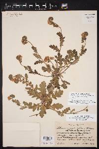 Phacelia austrotexana image