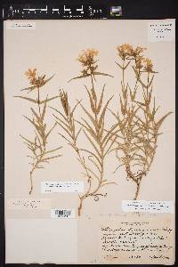 Phlox drummondii image