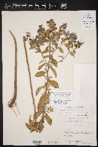Hydrolea ovata image