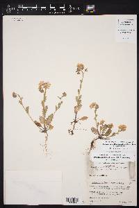 Phacelia patuliflora image