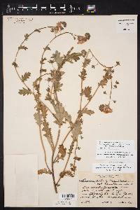 Phacelia austrotexana image