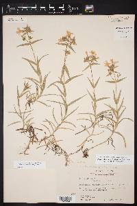 Phlox drummondii image