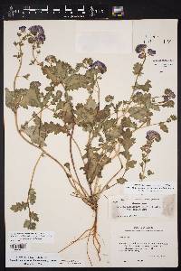 Phacelia austrotexana image