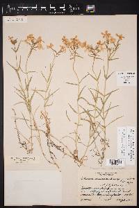 Phlox drummondii var. villosissima image