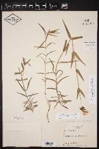 Phlox drummondii var. villosissima image