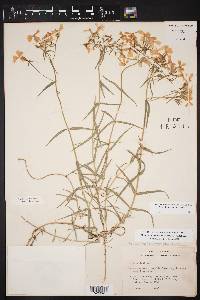 Phlox drummondii var. villosissima image