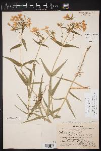 Phlox drummondii image