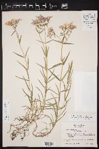 Phlox drummondii var. villosissima image