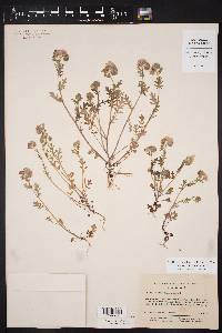 Phacelia hirsuta image