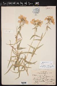 Phlox drummondii var. villosissima image