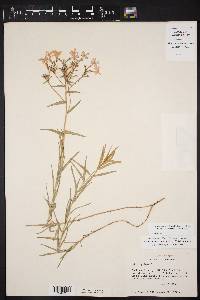 Phlox drummondii var. villosissima image