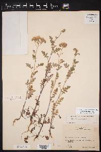 Phacelia congesta image