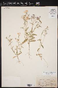 Phlox roemeriana image