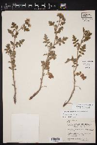 Phacelia rupestris image