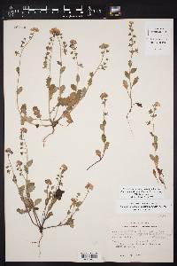 Phacelia patuliflora image