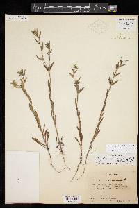 Buglossoides arvensis image