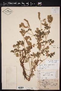 Phacelia rupestris image