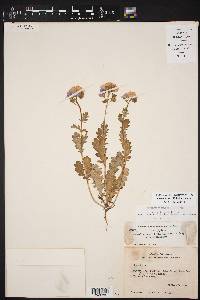 Phacelia patuliflora image